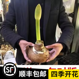 荷兰朱顶红进口重瓣种球带花超大特大盆栽花卉大种球四季开花植物