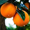 现摘秒发当季现摘新鲜纽荷尔脐橙子新鲜当季孕妇水果整箱