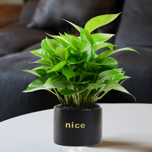 办公桌面绿萝盆栽植物，室内吸甲醛桌面办公室，客厅室内土培绿植绿箩