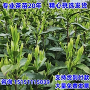 茶叶苗南方种植北方龙井苗铁观音苗碧螺春苗，绿茶苗黄金叶树苗