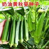 奶油黄秋葵(黄秋葵)种子种籽苗，高产水果羊角豆春秋季盆栽蔬菜孑菜种菜籽