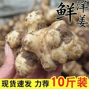 农家洋姜新鲜现挖5斤野生姜不辣鬼子姜生洋姜蔬菜酱菜腌制泡菜10