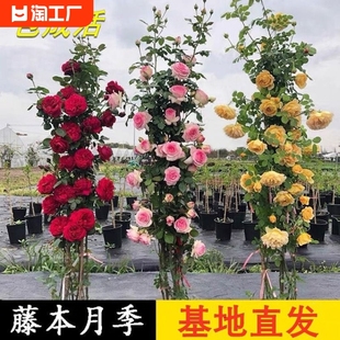 蔷薇花苗藤本月季特大花苗，浓香庭院爬藤植物，花卉盆栽玫瑰四季开花