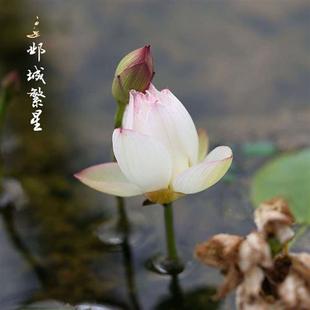 碗莲种藕微型迷你小荷花，成品苗带花苞，四季开花水生植物室内外花卉