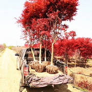 日本四季红枫庭院红枫树苗红舞姬观叶植物大型盆景园林绿化盆栽