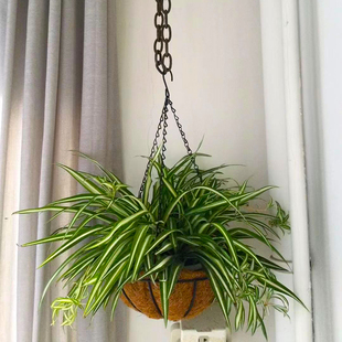金心吊兰植物垂吊盆栽阳台观叶，绿植室内客厅吸甲醛净化空气带花
