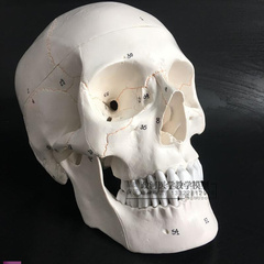 医学人体头骨模型1 1仿真头颅骨模型神经科V模型头骨功能分
