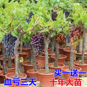 大葡萄树苗巨峰阳光玫瑰盆栽爬藤南北方种植晴王无核蓝宝石葡萄苗