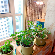 月季补光灯植物灯，室内家用多肉大棚，蔬菜花卉火龙果植物生长阳光灯