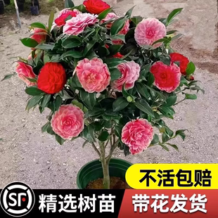 香妃茶花树苗山茶花盆栽四季开花好养活室内客厅阳台室外庭院绿植