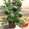 盆栽小西瓜种籽8424拇指西瓜麒麟阳台水果种孑高产四季播番茄种子