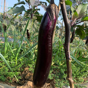 墨茄种子农田菜园中早熟紫黑有光泽果肉柔嫩黑长茄子蔬菜籽