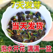 鱼缸水生碗莲荷花盆栽水培植物造景增氧金鱼浮萍懒人睡莲种子水草