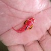 渔场直营 报损 金翅火麒麟 红色青蛙类海水鱼 活体小丑鱼