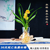 水培香水兰花苗中矮种室内植物，浓香四季花卉，耐寒植物冬季带花苞