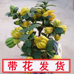 佛手树苗阳台庭院观赏带果