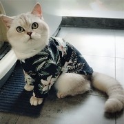 猫咪衣服春夏款猫衬衫防掉毛夏装薄款可爱帅气英短蓝猫布偶猫潮牌