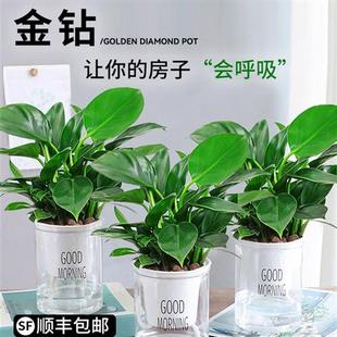 金钻盆栽吸除甲醛家用花卉水培办公室绿植多肉新房植物绿萝箩室内