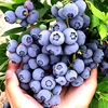 蓝莓果树苗带果盆栽地栽阳台果，树苗南北方庭院，种植当年结果蓝莓苗