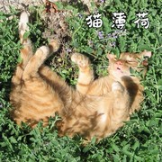 猫薄荷种子种籽春季夏季秋季四季阳台盆栽香草食用猫薄荷草种孑苗