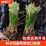 铃兰花苗盆栽植物种球，进口耐寒室内外花卉，绿植四季开花客厅庭院