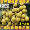 广东高州龙眼新鲜桂，圆石硖储良，水果当季现摘5斤本地特产