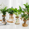 透明简约创意水培植物玻璃花瓶，水养绿萝九里香，罗汉松盆栽插花瓶