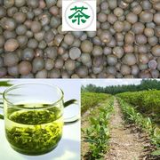 茶种籽绿茶种子茶树，种子茶叶种子茶树籽，绿茶籽茶花种子