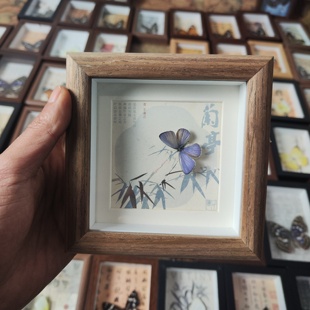 蝴蝶标本相框真蝴蝶摆件，礼物生日幼儿园，展示框挂画小兰蝶摄影昆虫