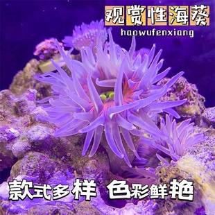 观赏海葵活体软体，珊瑚海缸宠物造景海洋生物荧光粉，点海葵小丑鱼共