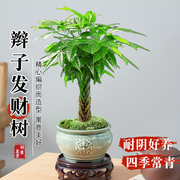 发财树盆栽植物室内花卉，绿植办公好养客厅，四季常青招财树辫子盆景