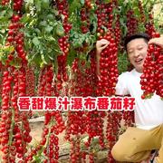 香甜瀑布小番茄种子圣女果樱桃西红柿种籽四季盆栽蔬菜种子番茄苗