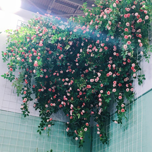 假花仿真花藤条玫瑰仿真藤蔓花网红花墙，打卡拍照空调管子装饰遮挡
