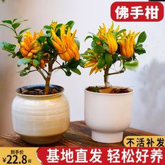 佛手盆栽带果正值果季