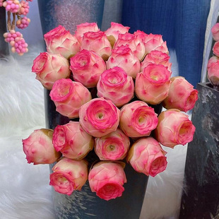 山地玫瑰水蜜桃酒杯粉耶罗鸡蛋，群生多肉植物，盆栽室内阳台桌面花卉