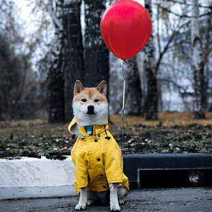 宠物狗狗雨衣防风防雨冲锋衣潮牌英伦复古小中大型犬柴犬柯基金毛