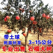 特大石榴树树苗突尼斯软籽盆栽地栽庭院果树南北方种植石榴果树苗