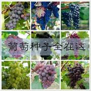 葡萄种子红提子种籽庭院水果四季水果盆栽播阳台种子蔬菜种子室内