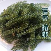 新鲜海葡萄即食长寿菜海藻菜寿司绿色鱼子酱100g。MECN