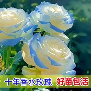 十年香水玫瑰花树苗盆栽耐寒耐冻花卉植物月季，花苗四季种易活