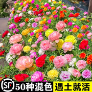 混色重瓣七彩太阳花种子易活四季播种开花不断庭院室外内阳台盆栽
