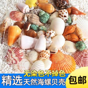 天然贝壳海螺鱼缸创意造景水族箱全套布景海星寄居蟹装饰品小摆件