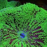 地毯海葵海缸宠物，生物珊瑚造景海草海星，观赏海水鱼尼莫小丑鱼