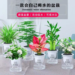 绿萝发财树吊兰多肉室内小绿植水培，植物花卉盆栽，虎皮兰吉利红文竹