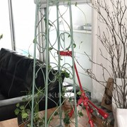 欧式铁艺花架落地式植物爬藤x架做旧攀爬架户外庭院阳台铁线莲支