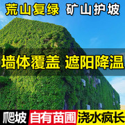 爬山虎爬藤植物四季苗，三叶五叶庭院爬墙虎，四季不落叶护坡攀援花卉