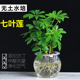 七叶莲水培盆栽招财树植物八方来财鸭脚木室内绿植花卉发财树水养