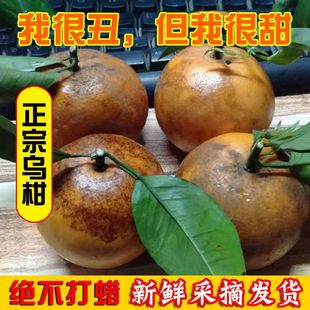 正宗广西乌柑沃柑应季新鲜水果非洲丑柑橘薄皮，桔子3510斤