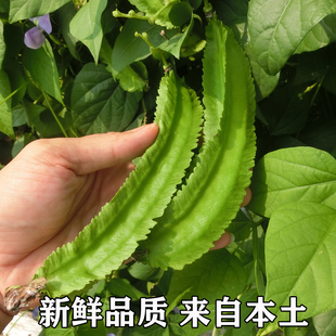 海南三亚鲜嫩四角豆绿色龙豆，新鲜蔬菜四棱豆，皇帝豆龙角豆季节