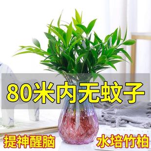 水培驱蚊竹柏驱蚊植物盆栽绿植室内花卉客厅防蚊植物水培花卉水养